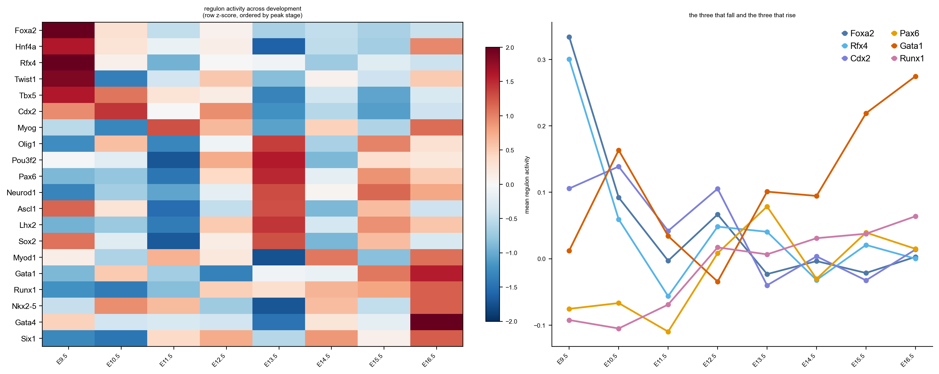 regulon dynamics across development