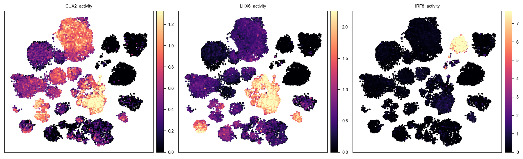 Regulon activity on the UMAP