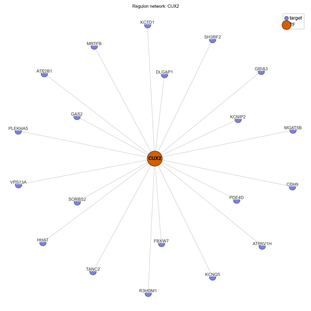 CUX2 regulon network