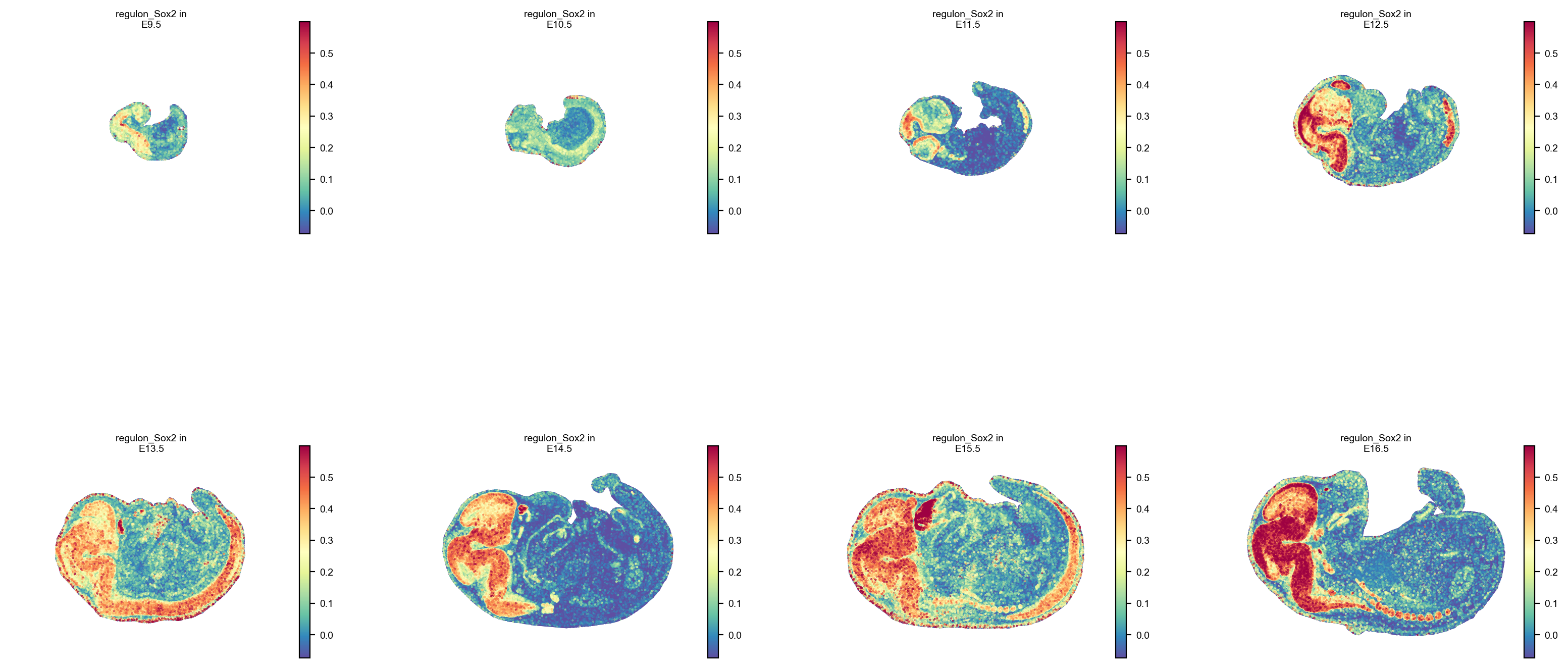 Sox2 regulon activity per stage