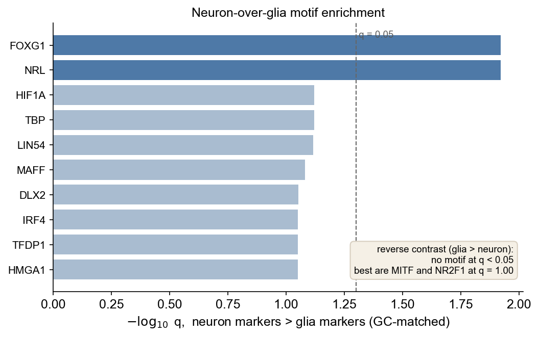 Glia vs neuron motif contrast