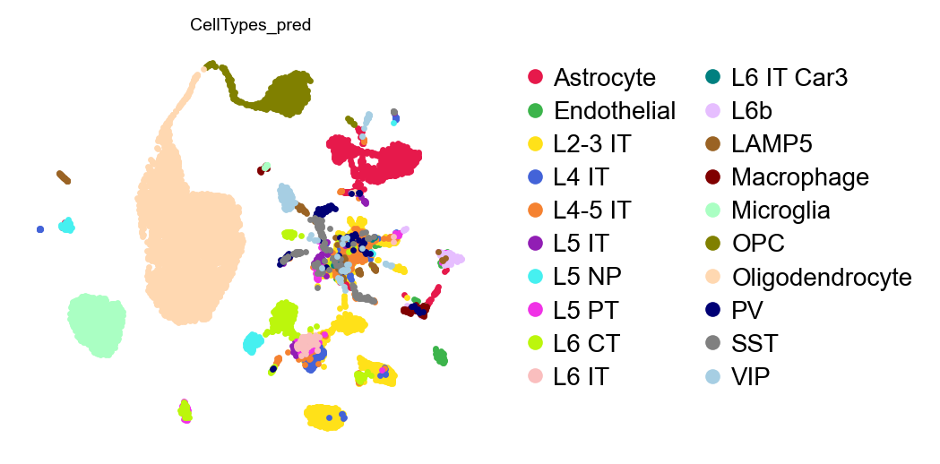 UMAP coloured by predicted cell type