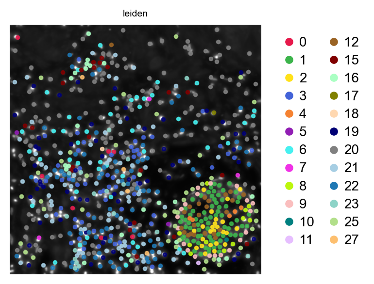 ROI: indexed cells + cropped morphology