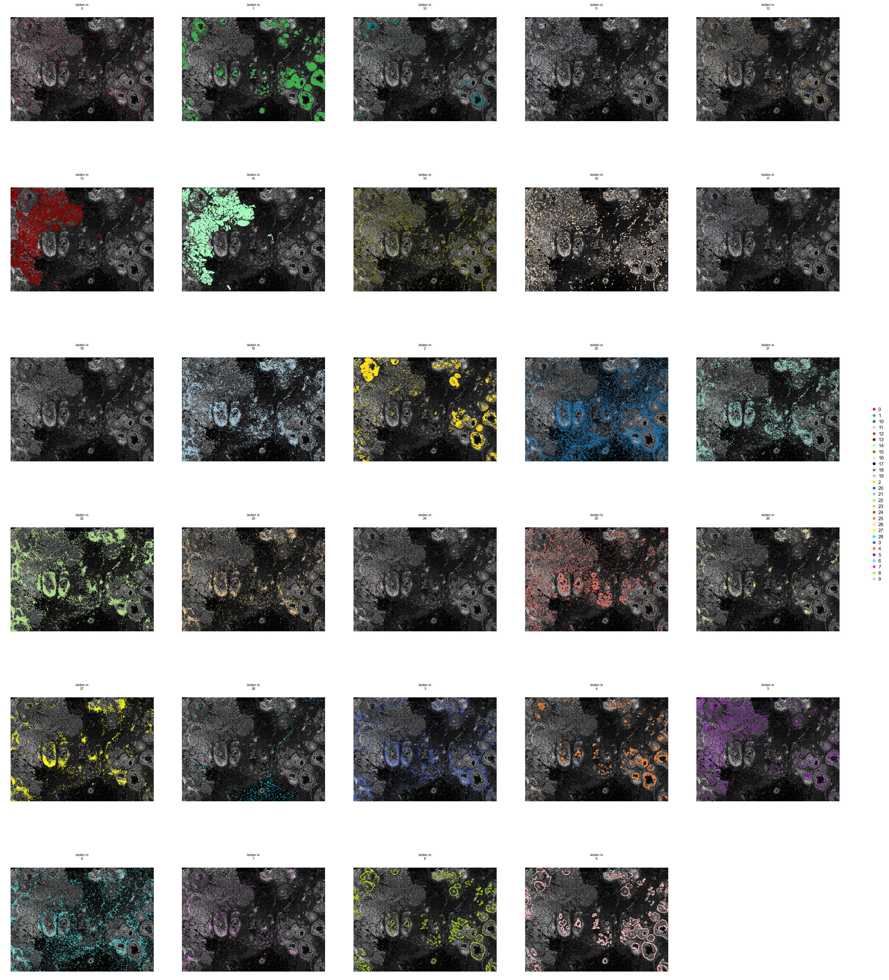 Each cluster over the morphology image